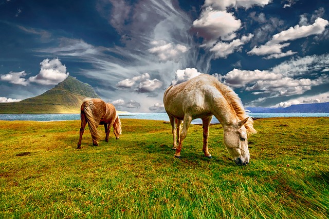 רכיבה עם סוסים באיסלנד פעילות נפלאה לכל המשפחה