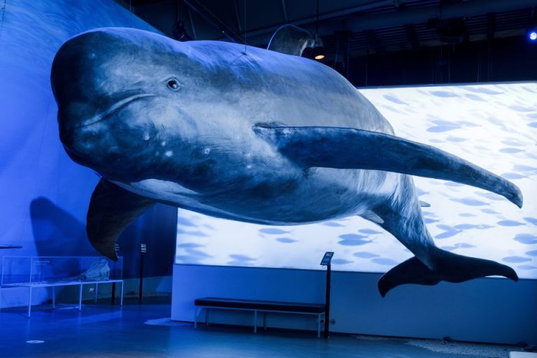 מוזיאון הלווייתנים באיסלנד