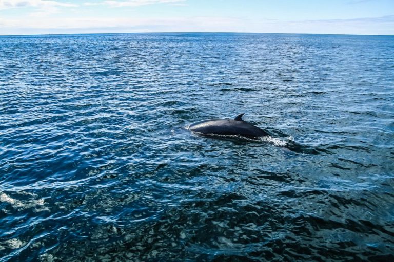 שייט לחיפוש וצפייה בלוויתנים באיסלנד