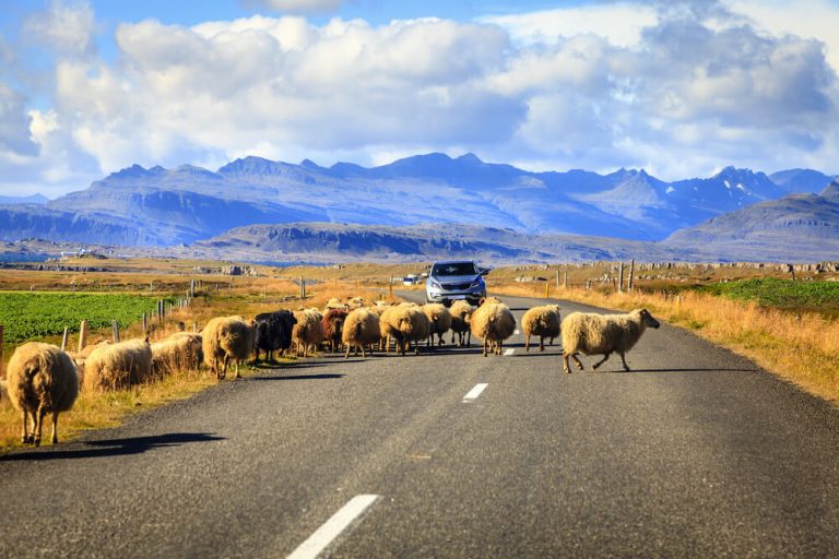 Herd of sheep is crossing Highway No. 1 (Ring Road) in Southern Iceland